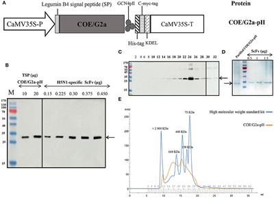 The immunogenicity of plant-based COE-GCN4pII protein in pigs against the highly virulent porcine epidemic diarrhea virus strain from genotype 2